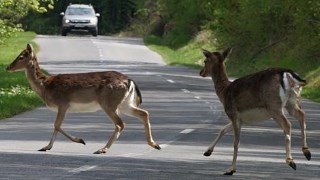 Wildunf&auml;lle sind eine der h&auml;ufigsten Unfallursachen.